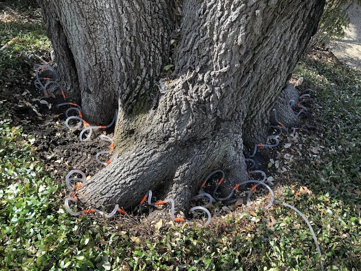 Detailed Tree Cabling and Bracing job site in Alfred Station