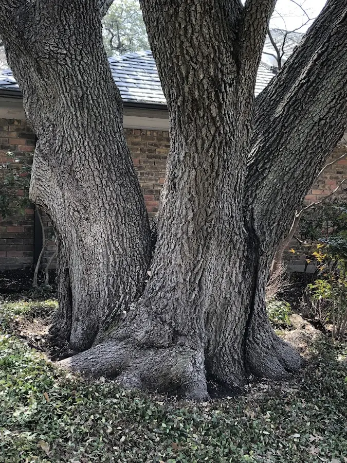 Mature heritage tree close to a Alfred Station property cared for by certified arborists